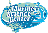 marine science center ponce inlet